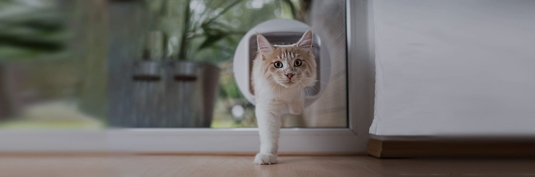 door accessory cat flap