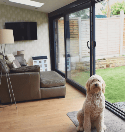 A fluffy, tan dog sitting inside a modern living room with open glass doors leading to a garden, adjacent to a brown leather sofa and a standing lamp.