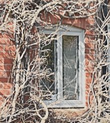 A window on a brick building, partially obscured by leafless, tangled vines.