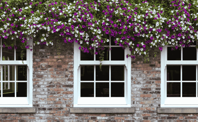 Brick wall with three white-framed windows under a lush floral window box with purple and white flowers.