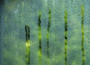 Condensation on Window